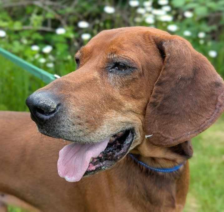 Photo of Moose