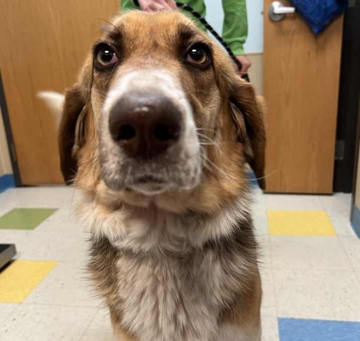 Photo of Daisy