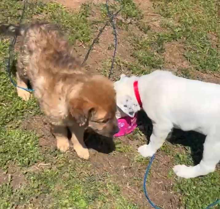 Photo of Brownie and Snow