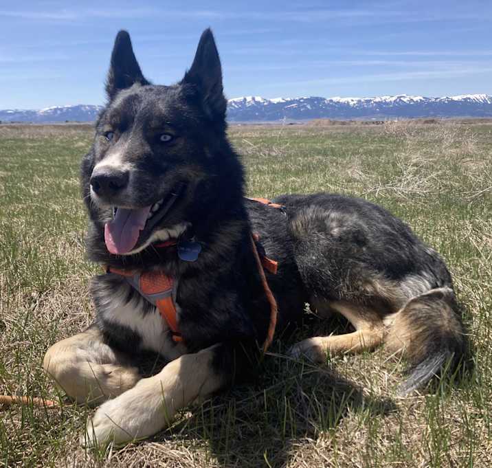 Photo of Yote