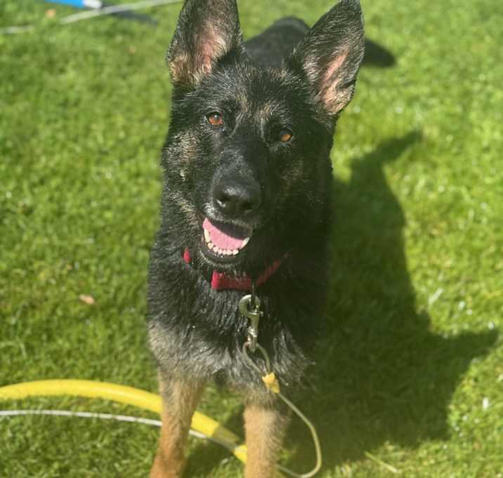 Photo of Honey