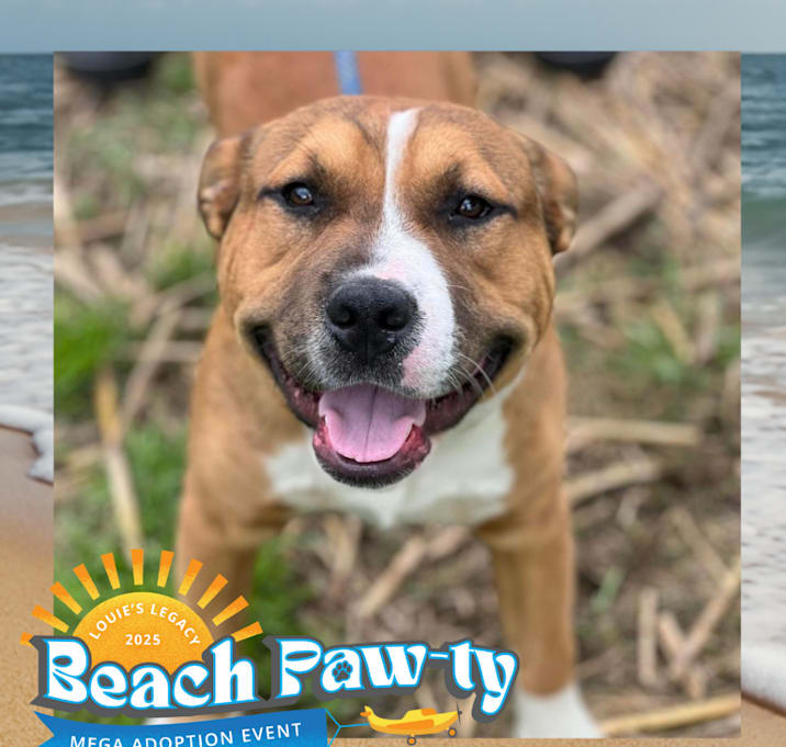Photo of Cletus- $125 Sponsored Adoption Fee!