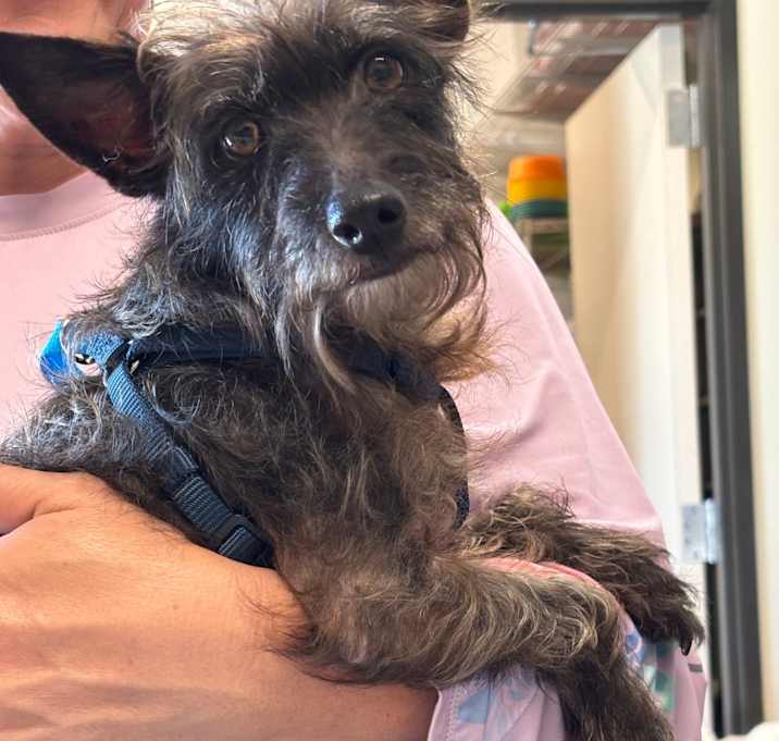Photo of Toto