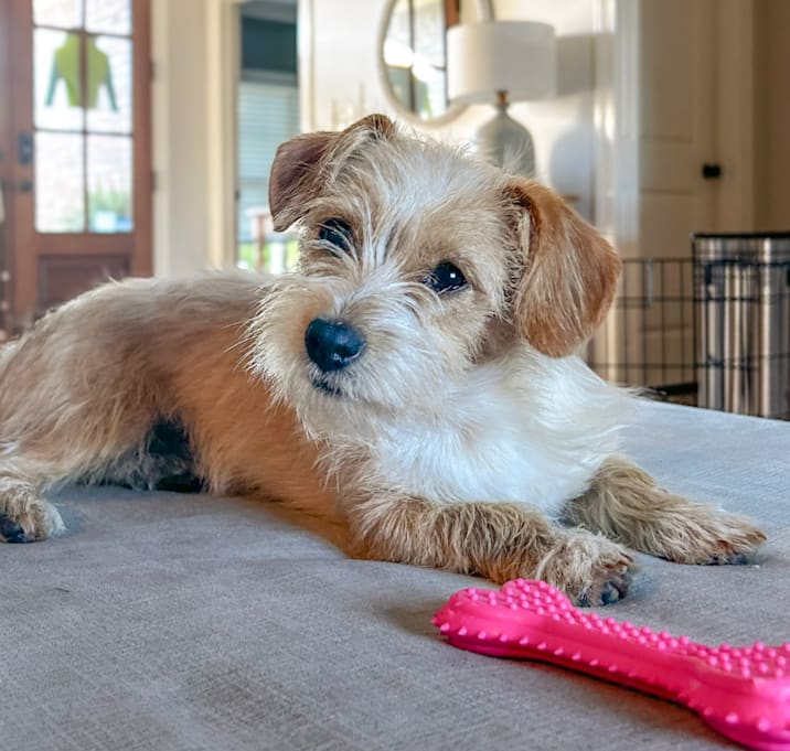 Photo of Birdie