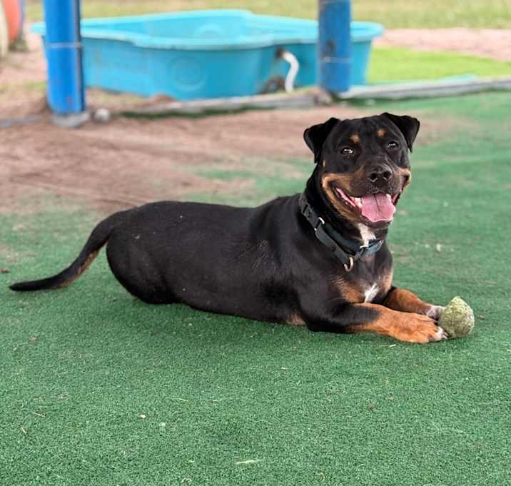 Photo of Buddy