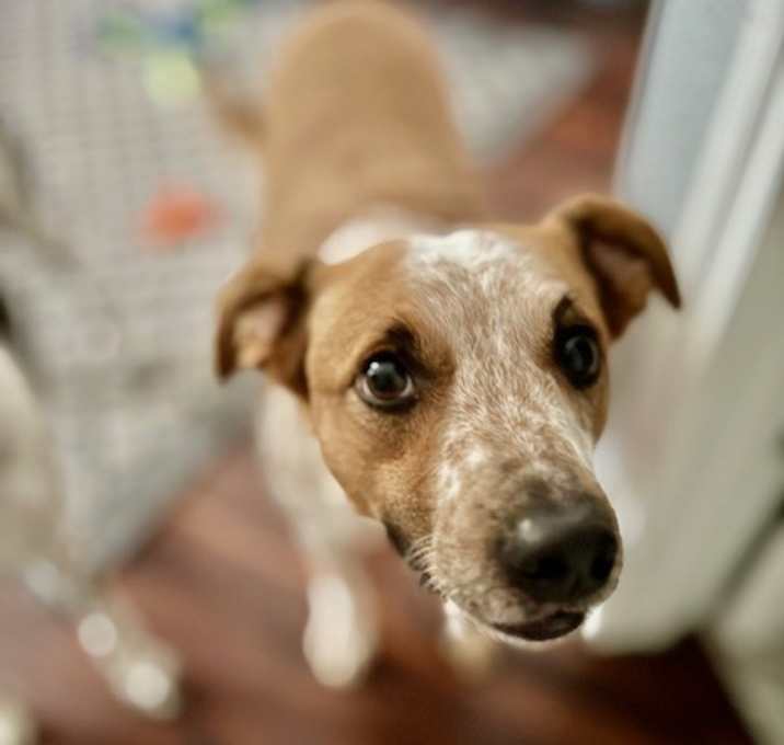 Photo of Charlie