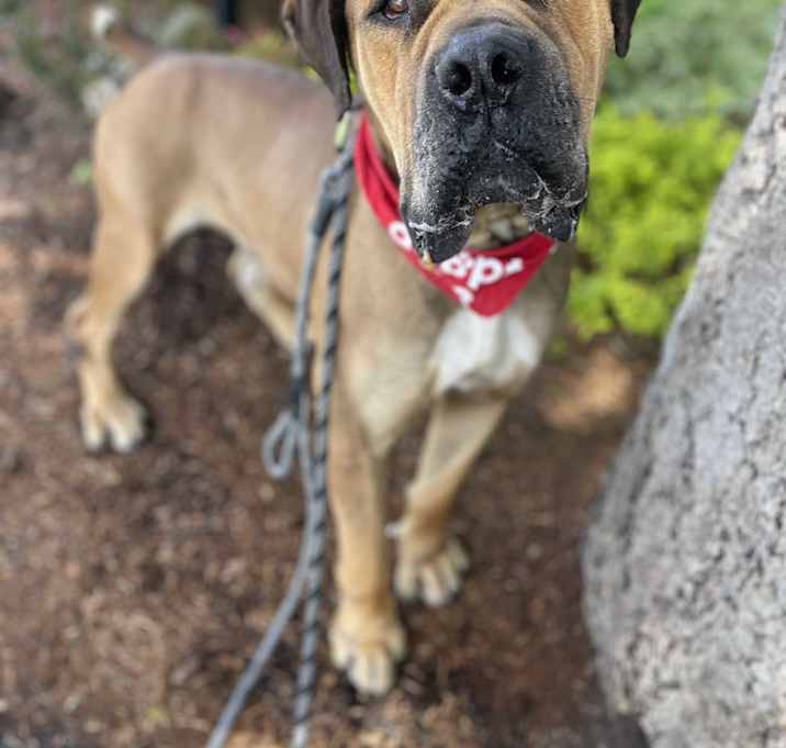 Photo of Fasa