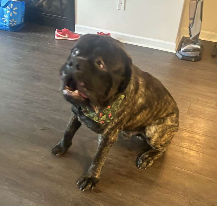 Photo of Rocko