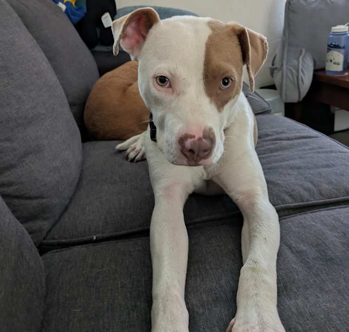 Photo of Spud