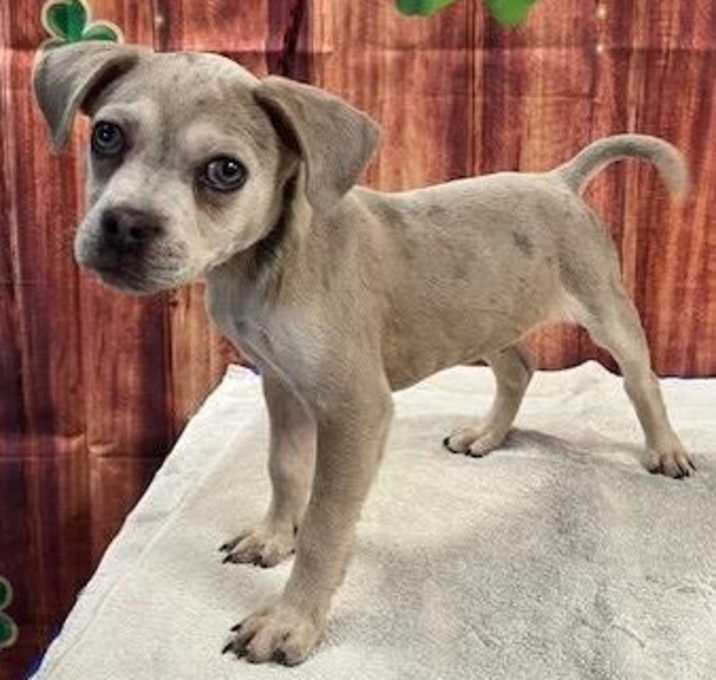 Photo of Monty