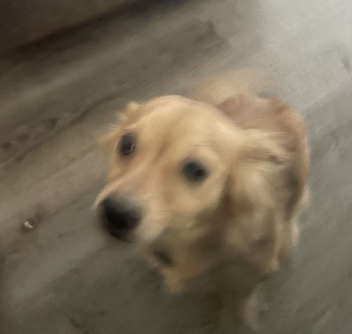 Photo of Tazz