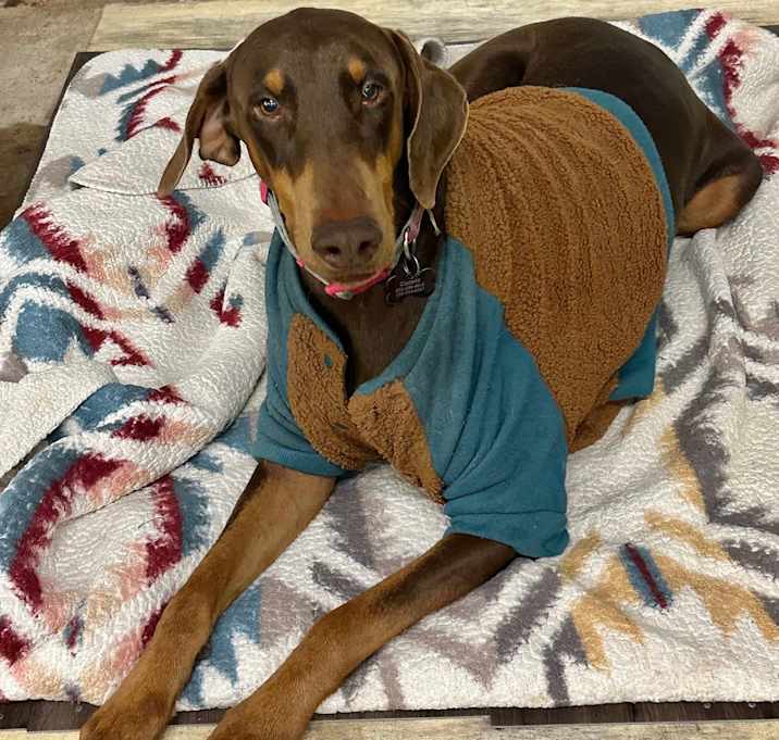 Photo of Canela