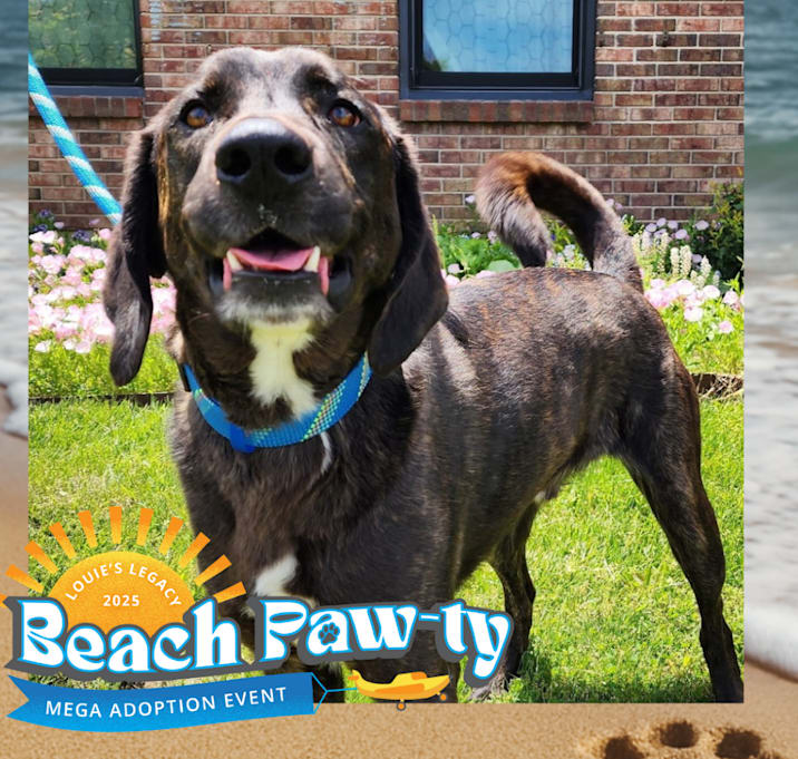 Photo of Darko - $25 Adoption Fee