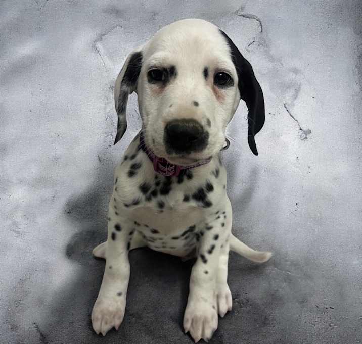 Photo of Cherry