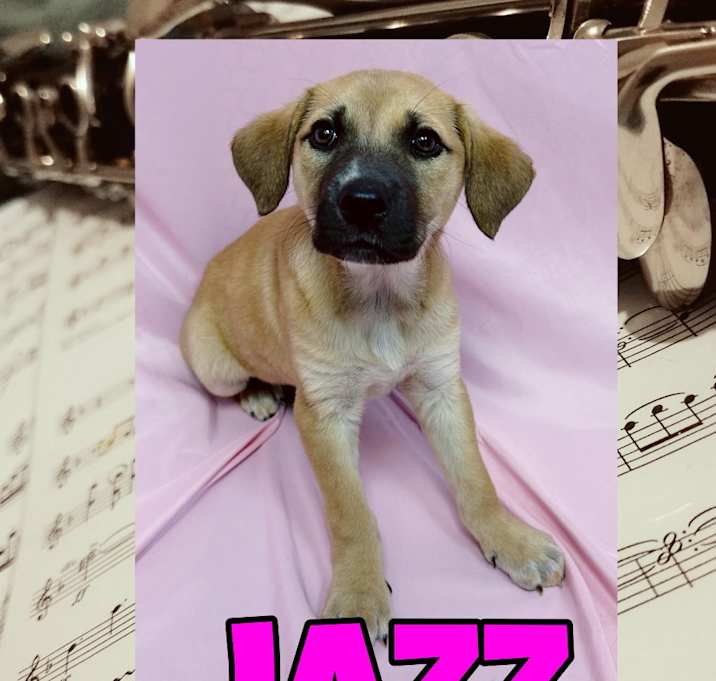 Photo of Jazz
