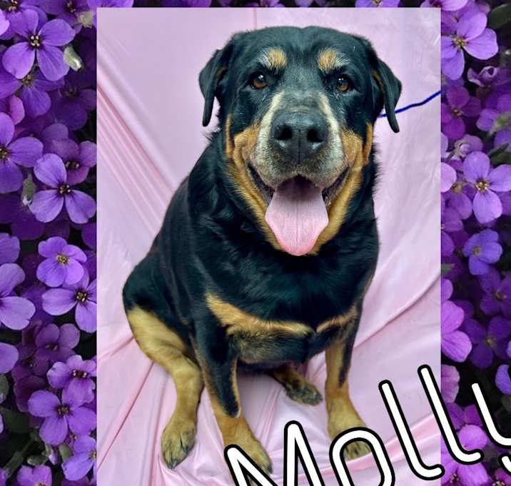 Photo of Molly