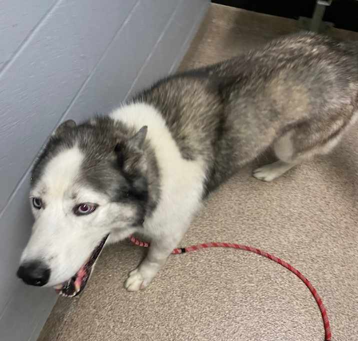 Photo of Koda