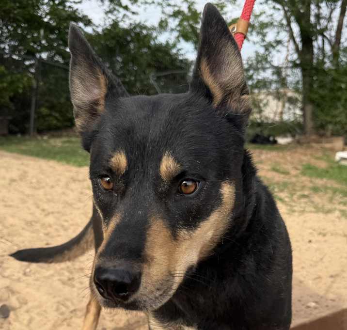 Photo of Scout, Pet Detective