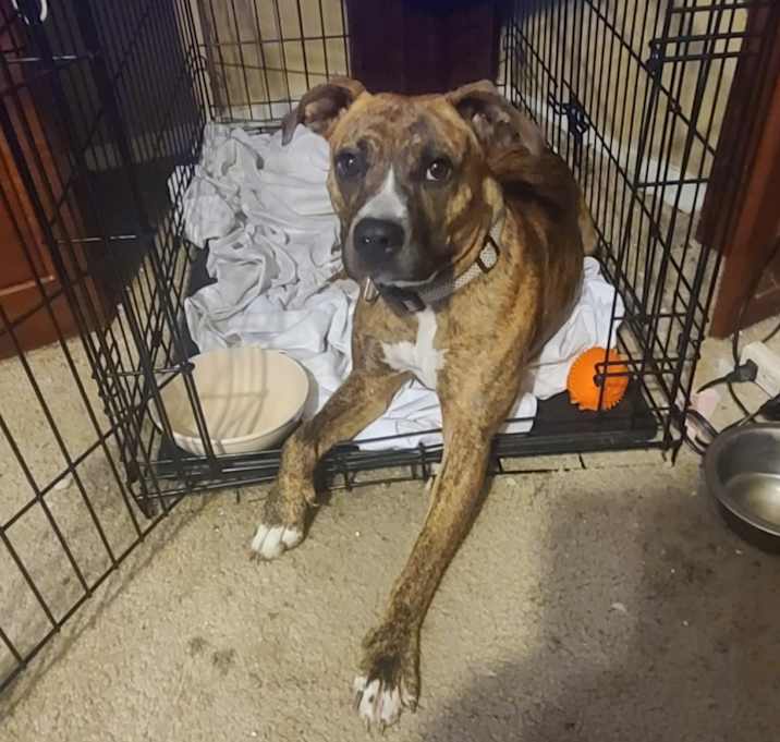 Photo of Sadie