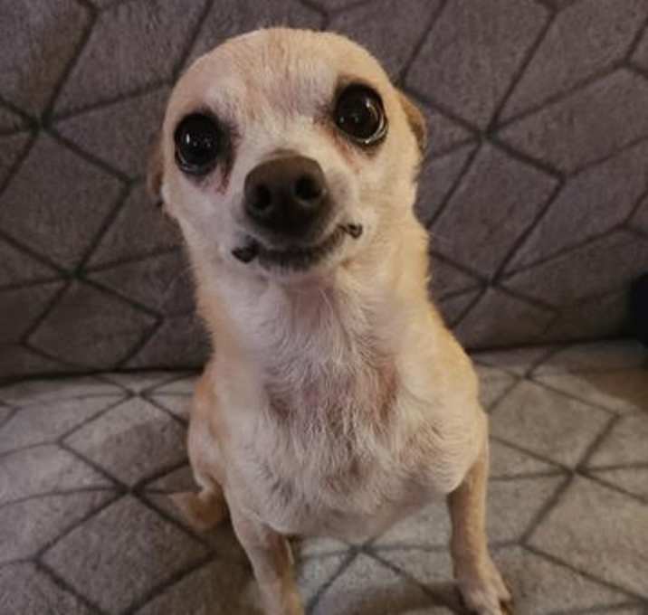 Photo of Cheeto