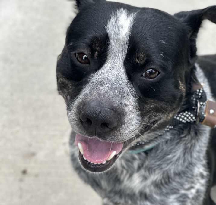 Photo of Bentley
