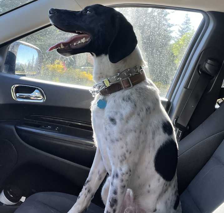 Photo of Beau