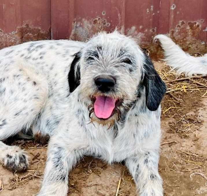 Photo of Stella