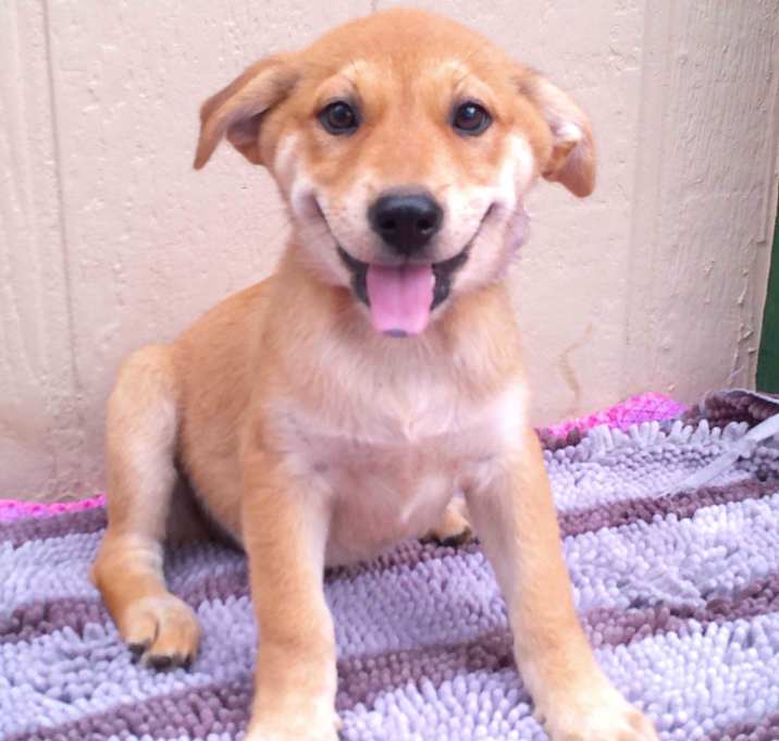 Photo of GOLDIE