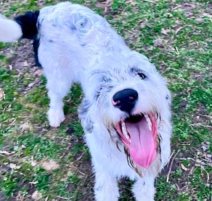 Photo of Snowball