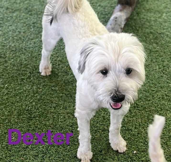 Photo of Dexter