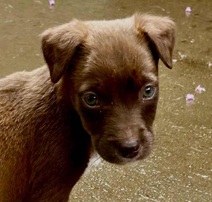 Photo of Kona