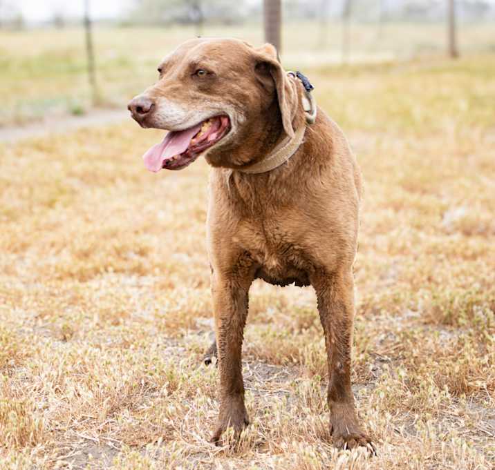 Photo of Chief