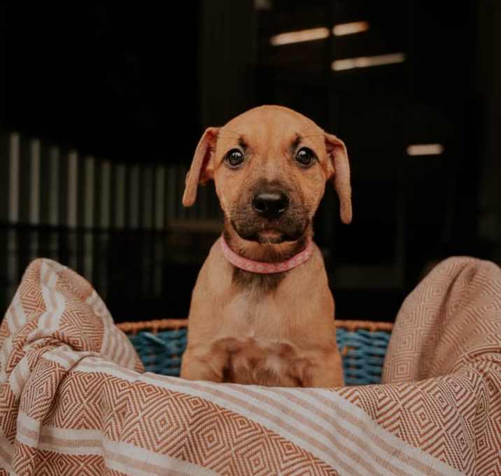 Photo of Meredith