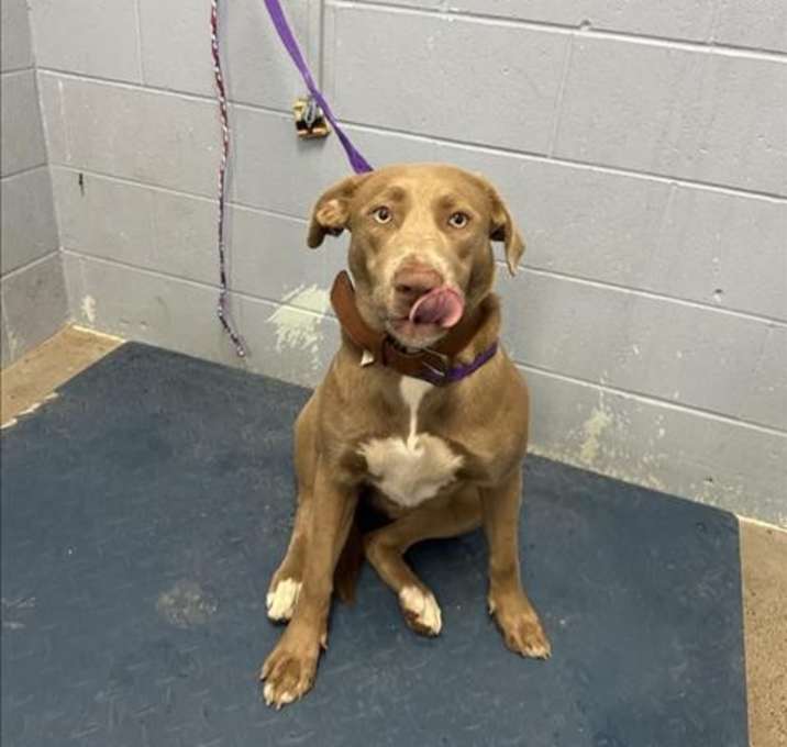 Photo of *HAZEL