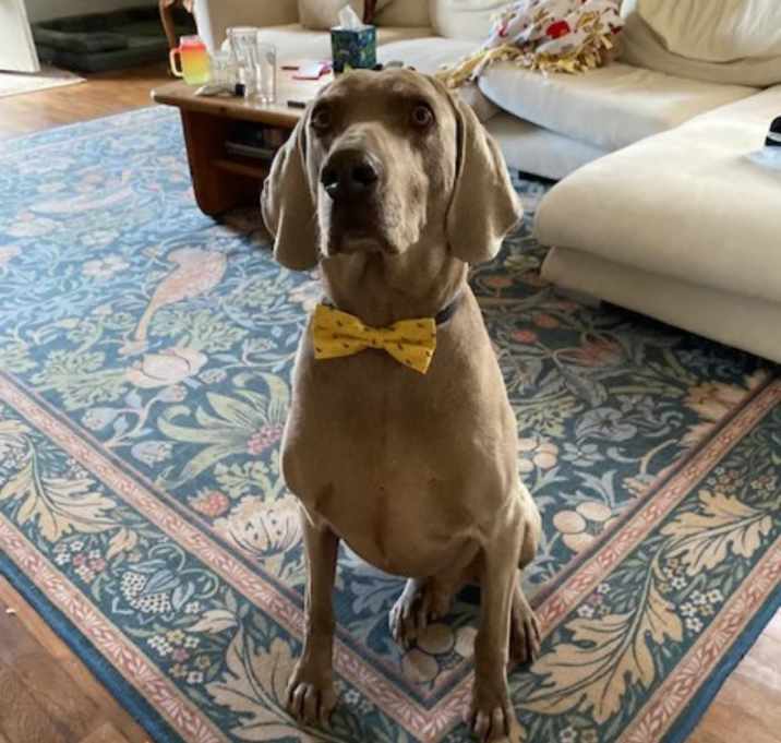Photo of Indy
