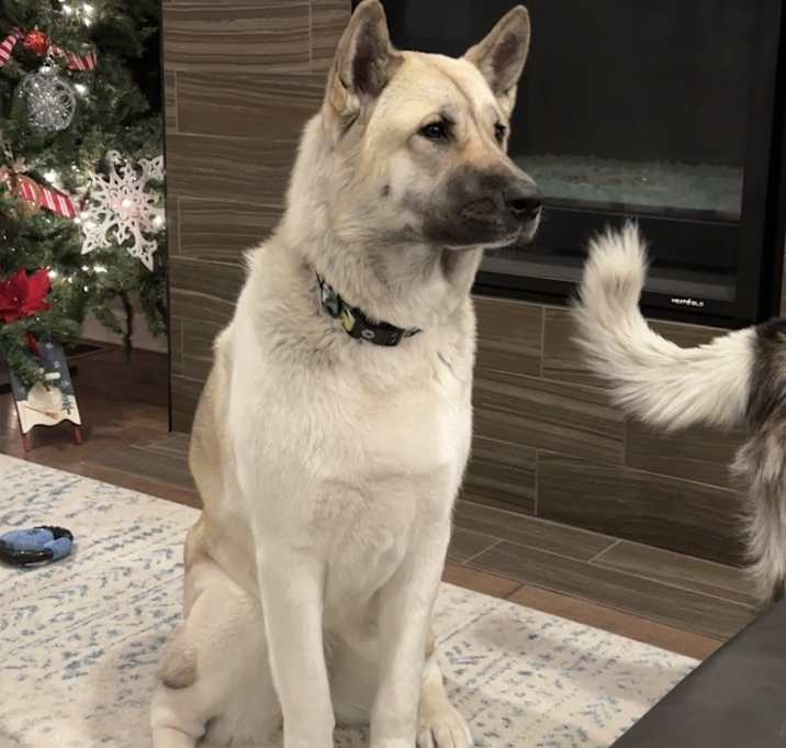 Photo of Tucker