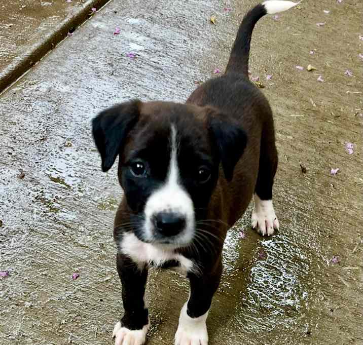 Photo of Domino