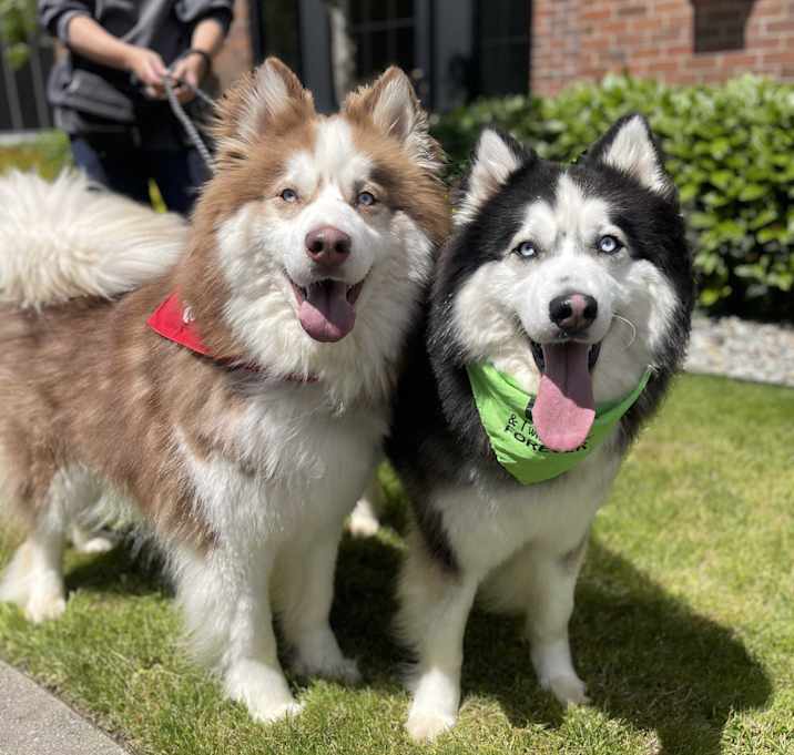 Photo of Chevy and Harley (bonded pair)
