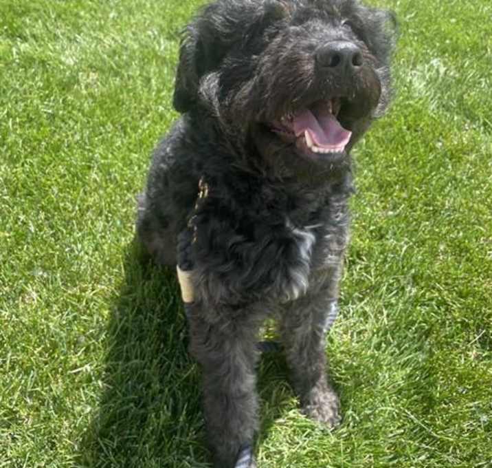 Photo of BERNIE