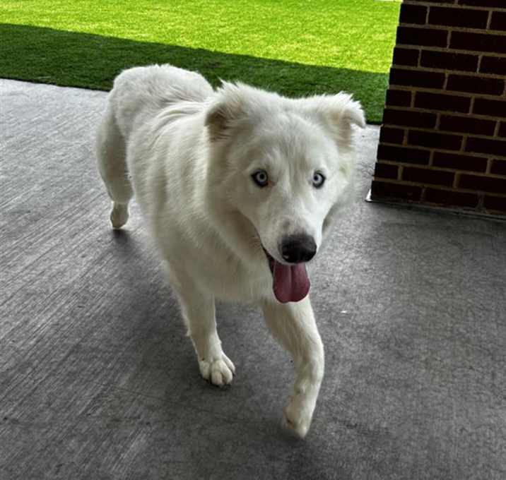 Photo of ICE BEAR