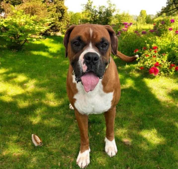 Photo of Brutus