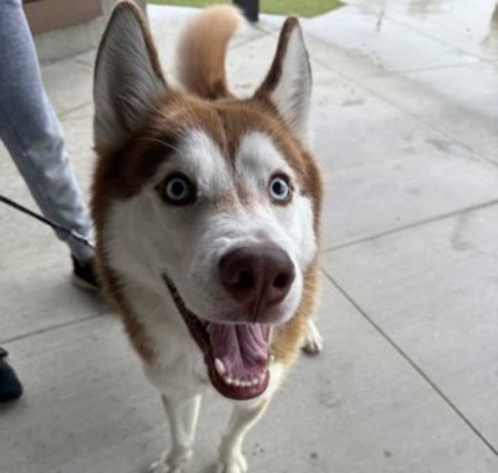 Photo of Firecracker