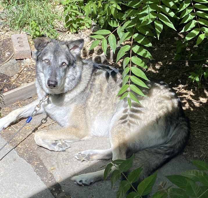 Photo of Django