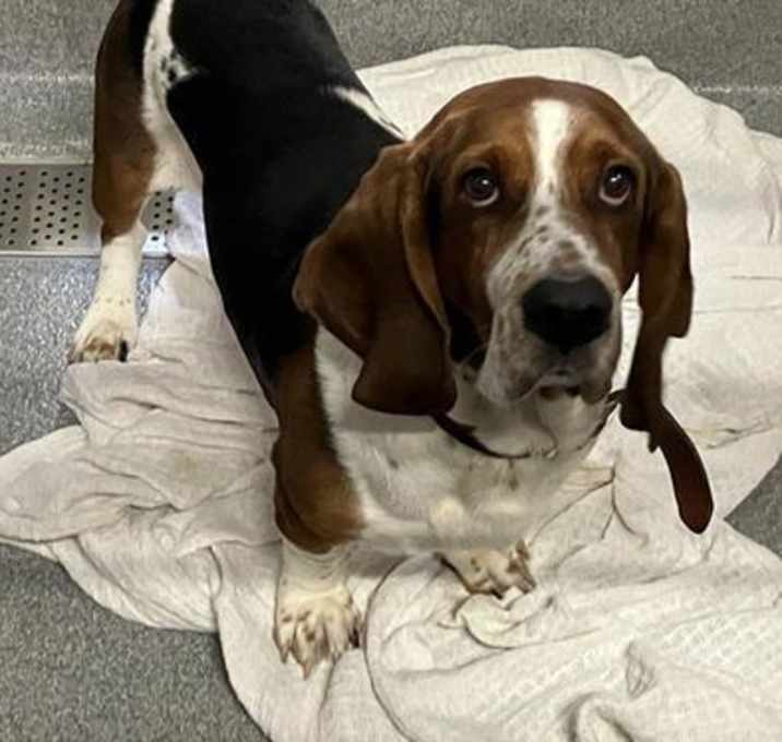 Photo of COOPER