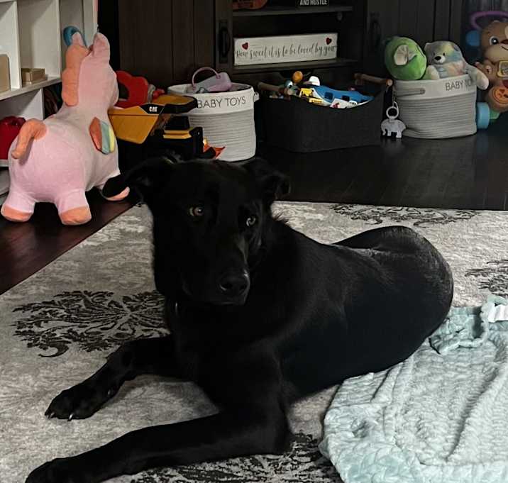 Photo of Chip