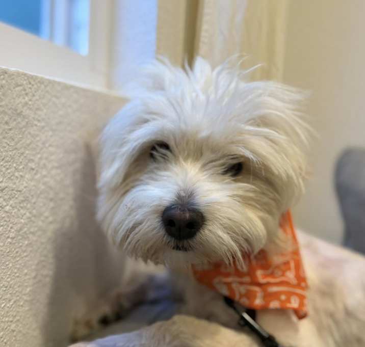 Photo of Oliver