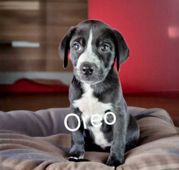 Photo of Oreo
