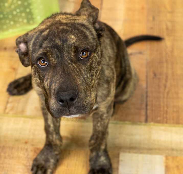 Photo of Jethro
