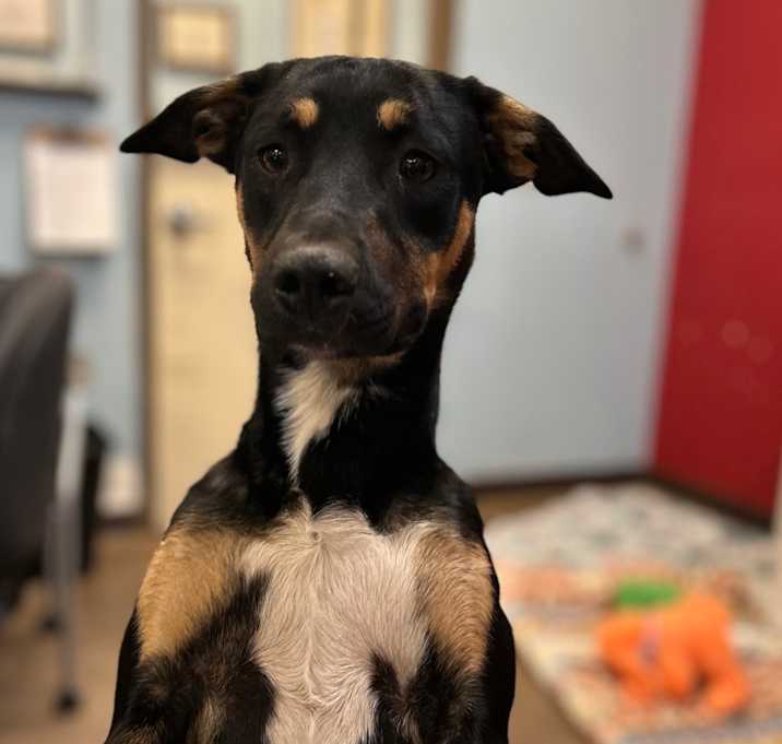 Photo of Dahlia - Loves Dogs, Potty Trained!