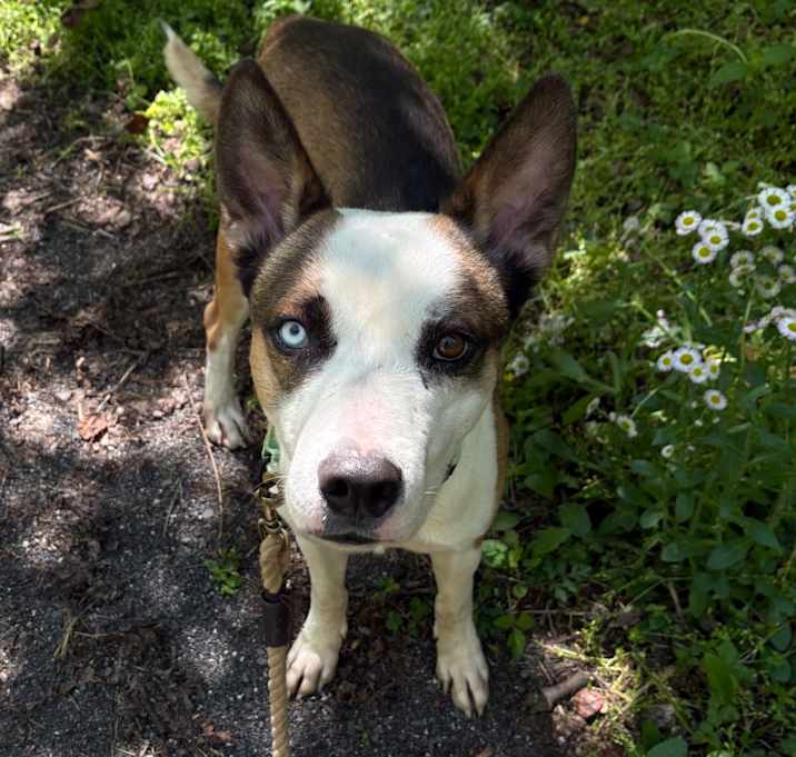 Photo of Fenrir